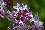 Lilac Closeup_25369